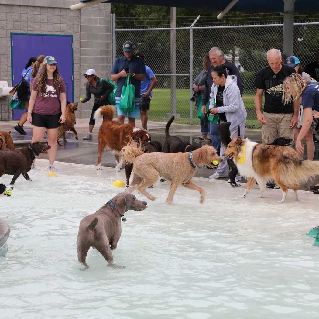 Pooch Party 2