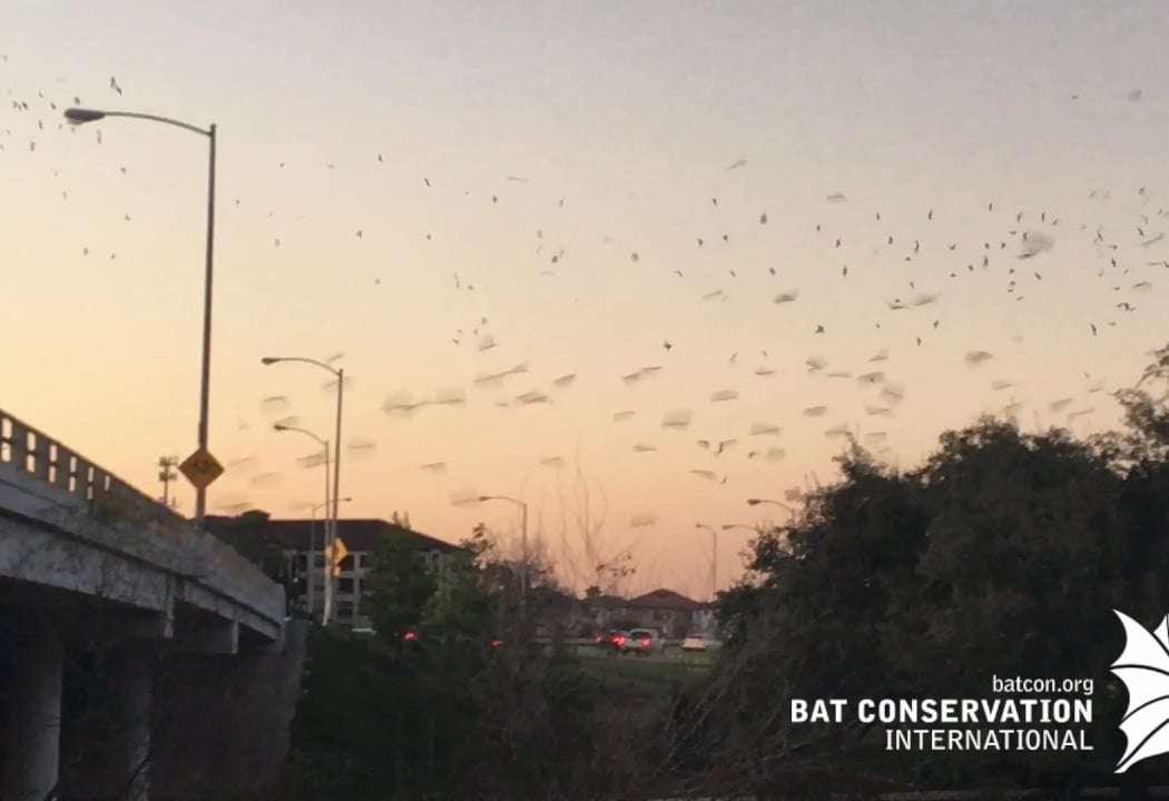 Bat Chat 2