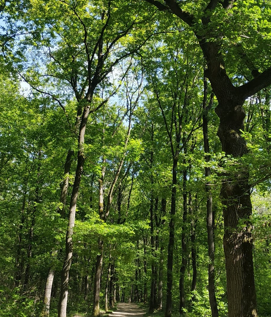 Balade contée et musicale au cœur de la forêt 3