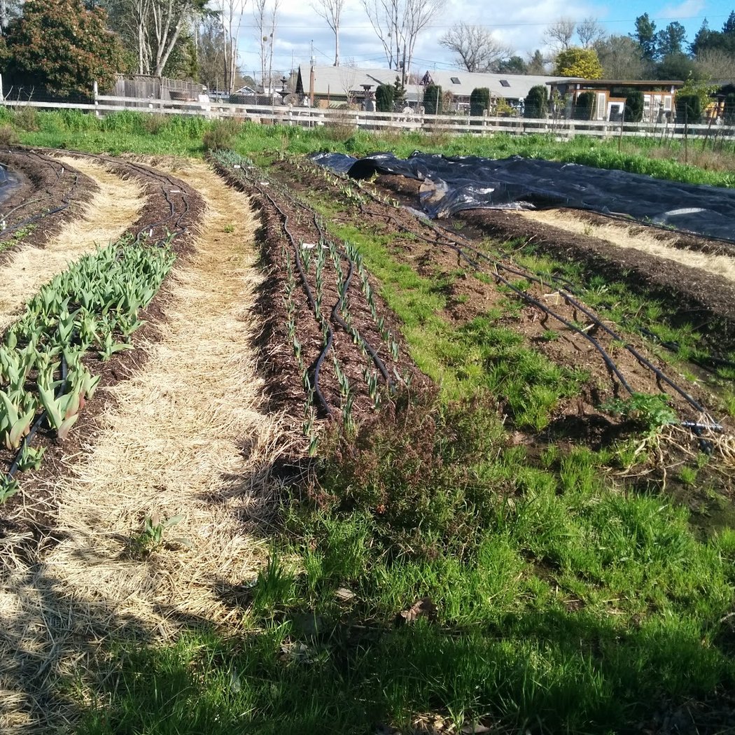Permaculture Skills Center 3