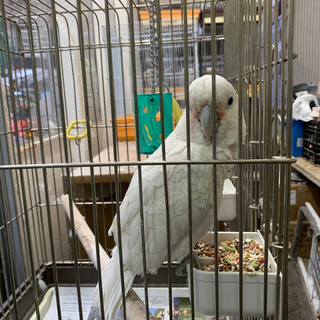 Chu's Florist & Birds 2