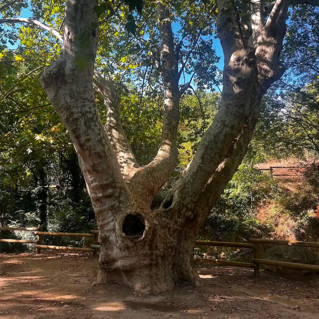 Remarkable tree 1