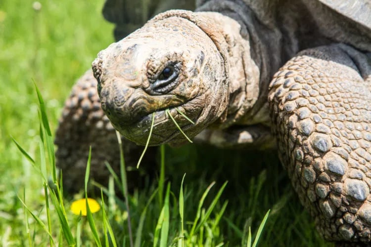 The Creature Conservancy 1