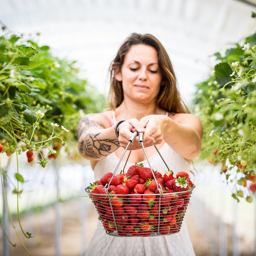 Les Petits Fruits de la Baie (Anne-Claire CORBE) 1