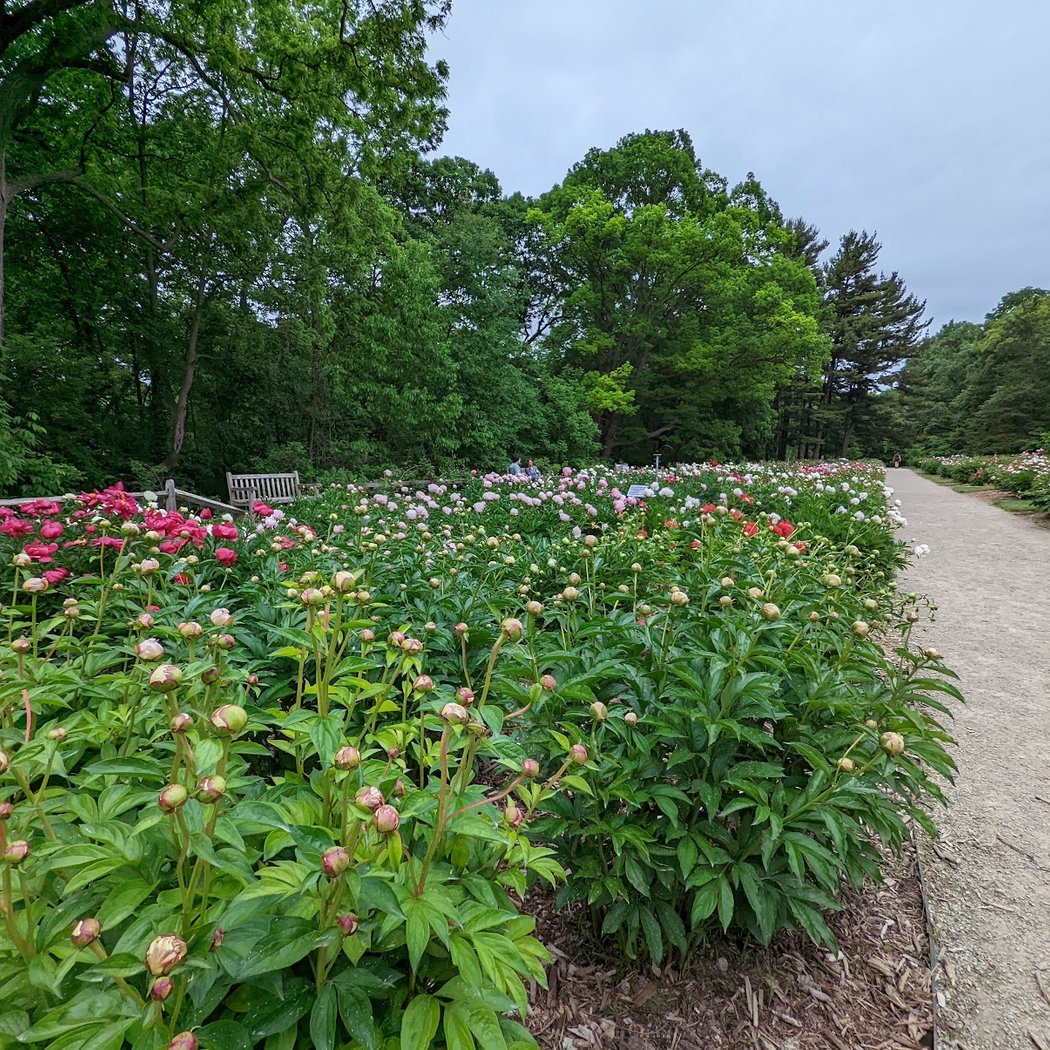 Arboretum Nature Area 3