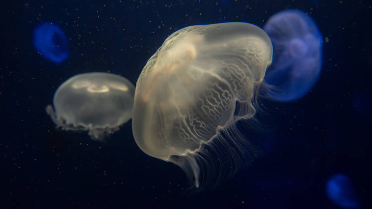 New York Aquarium + Coney Island Boardwalk 4