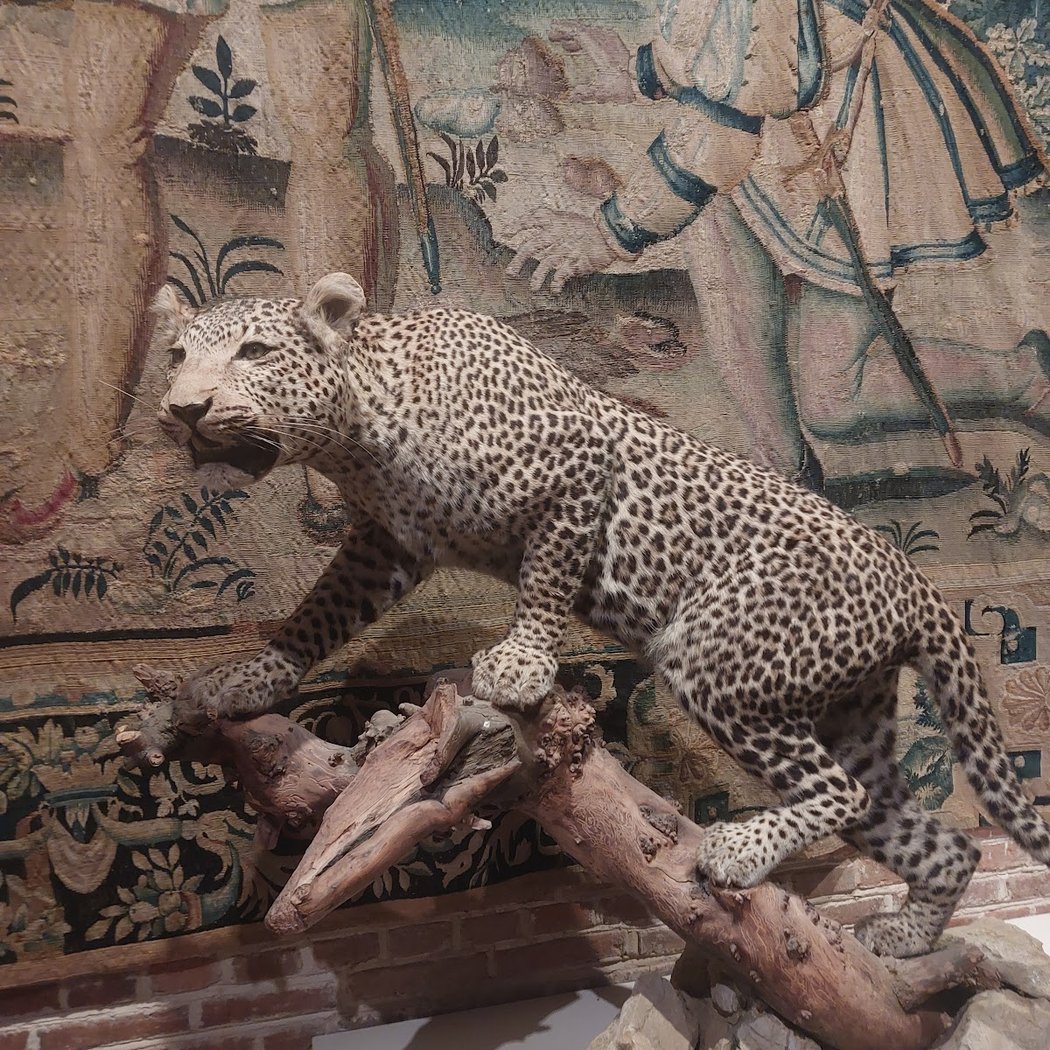 Musée de la chasse 1
