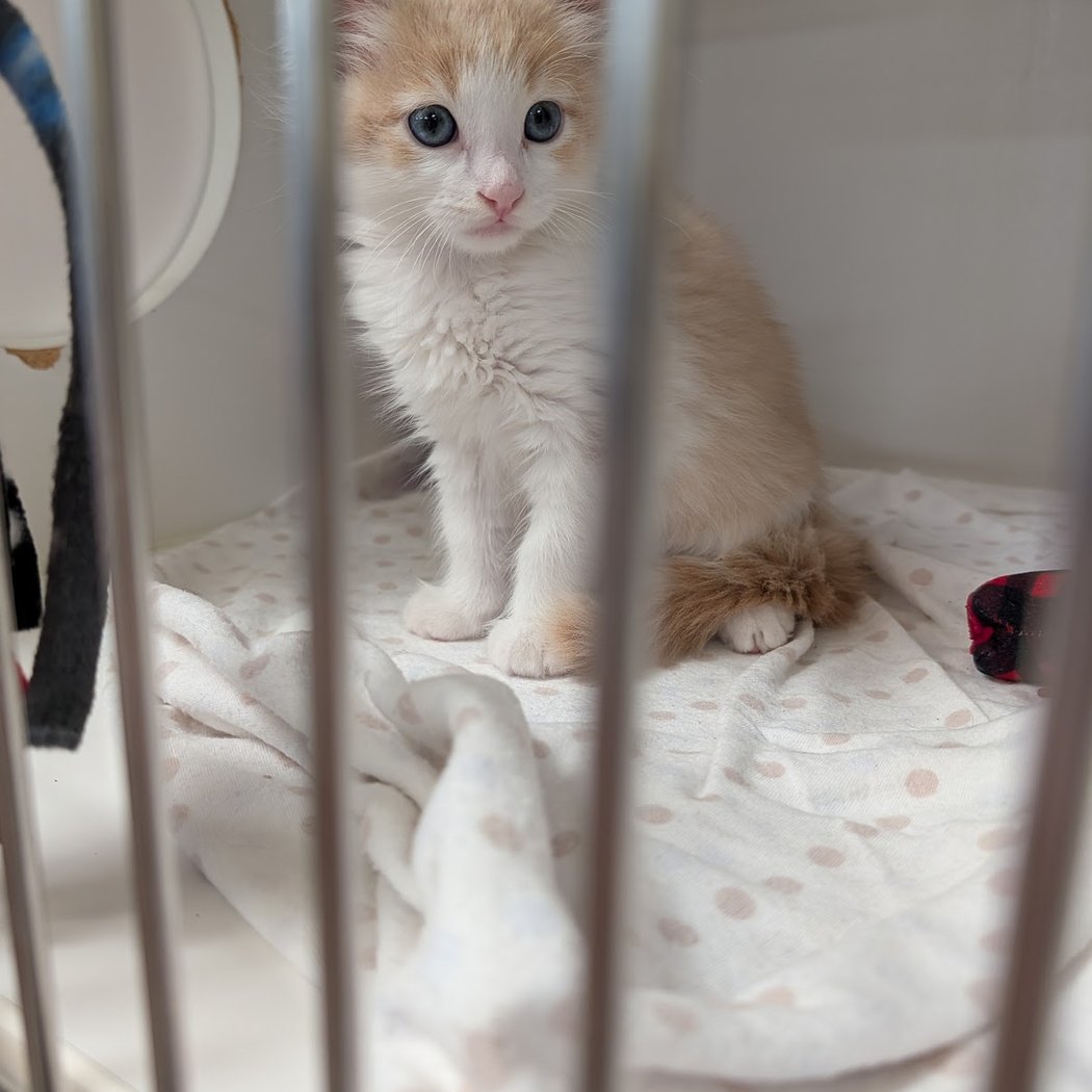 MSRPAC's Monthly Community Cat Spay/Neuter Day 2