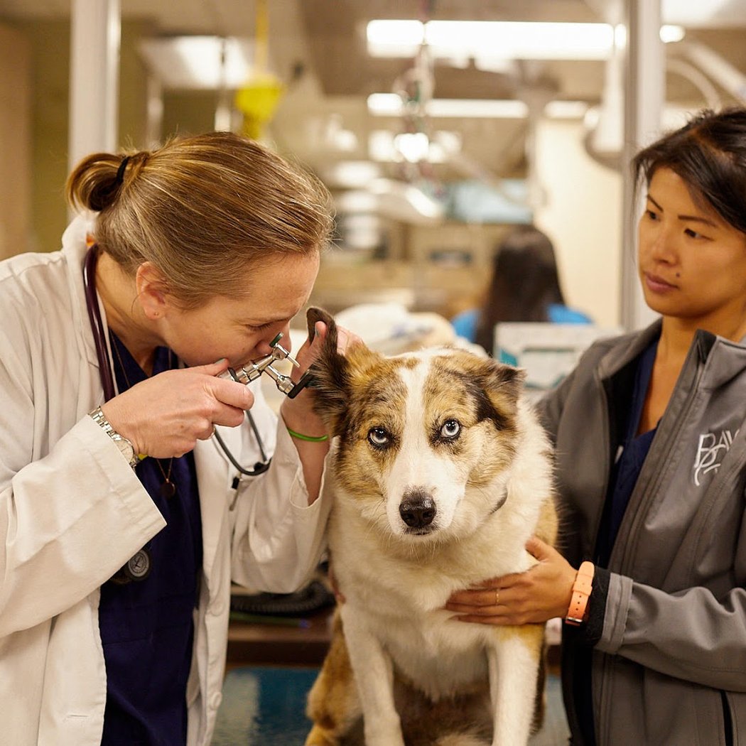 VCA Bay Area Veterinary Specialists & Emergency Hospital 1