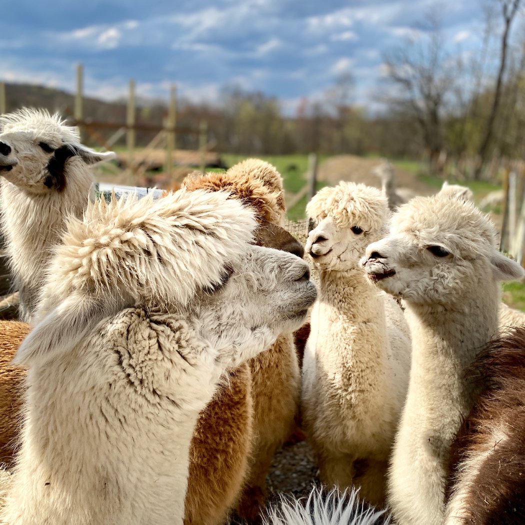 Clover Brooke Llama Alpaca Hike/Goat Walk Farm 2