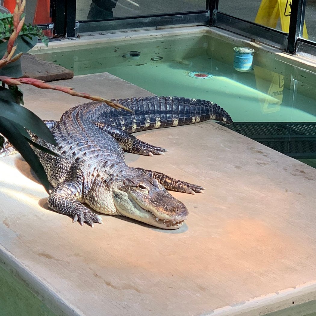 Phillips Park Zoo 1