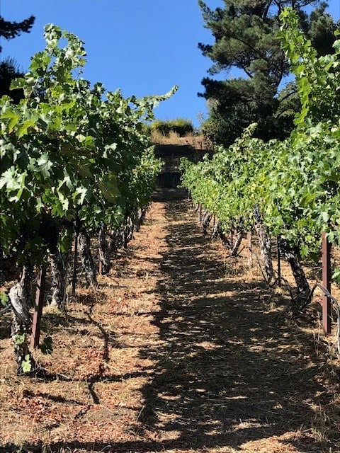 Deer Hill Vineyards 2