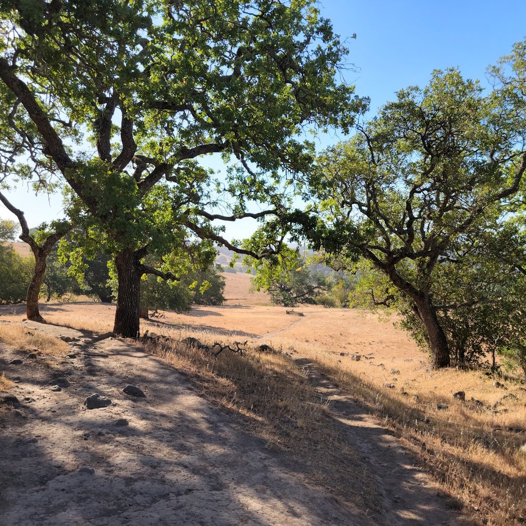 Hiking with Kids in Marin: Mount Burdell Open Space Preserve 3