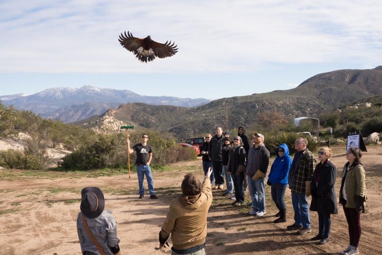 Sky Falconry 2