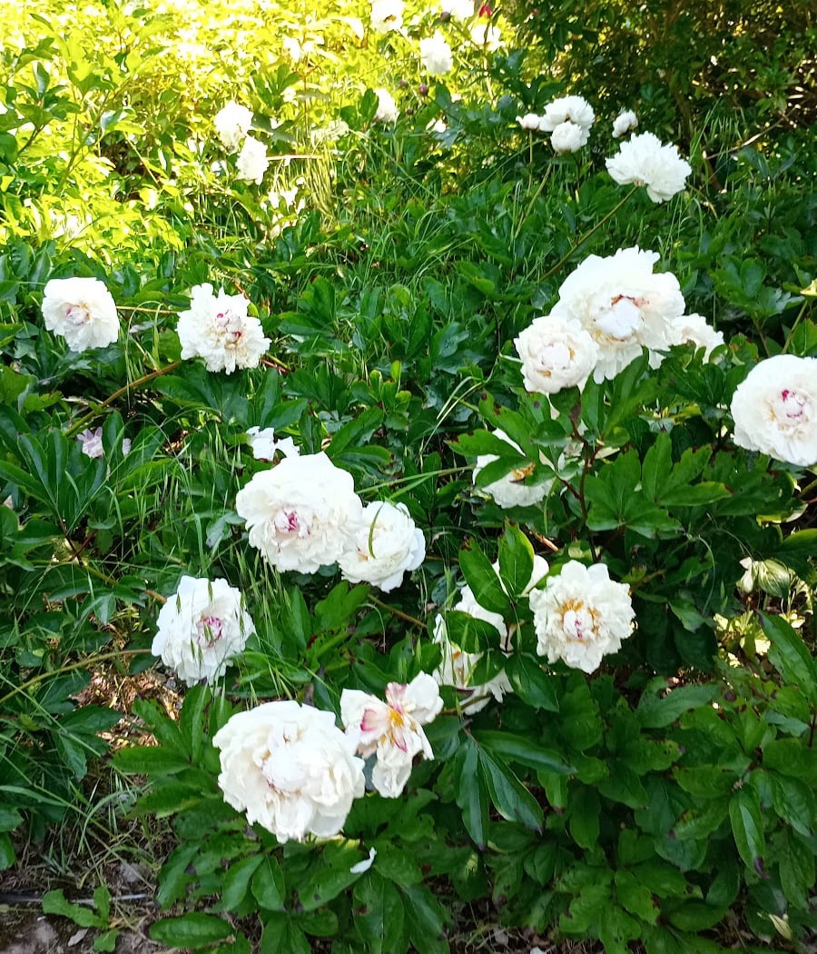 sens Garden 1