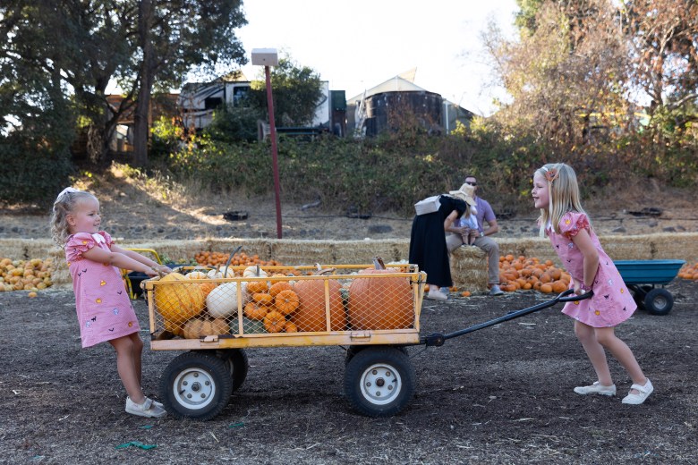 Pumpkin Patch at Webb Ranch 1