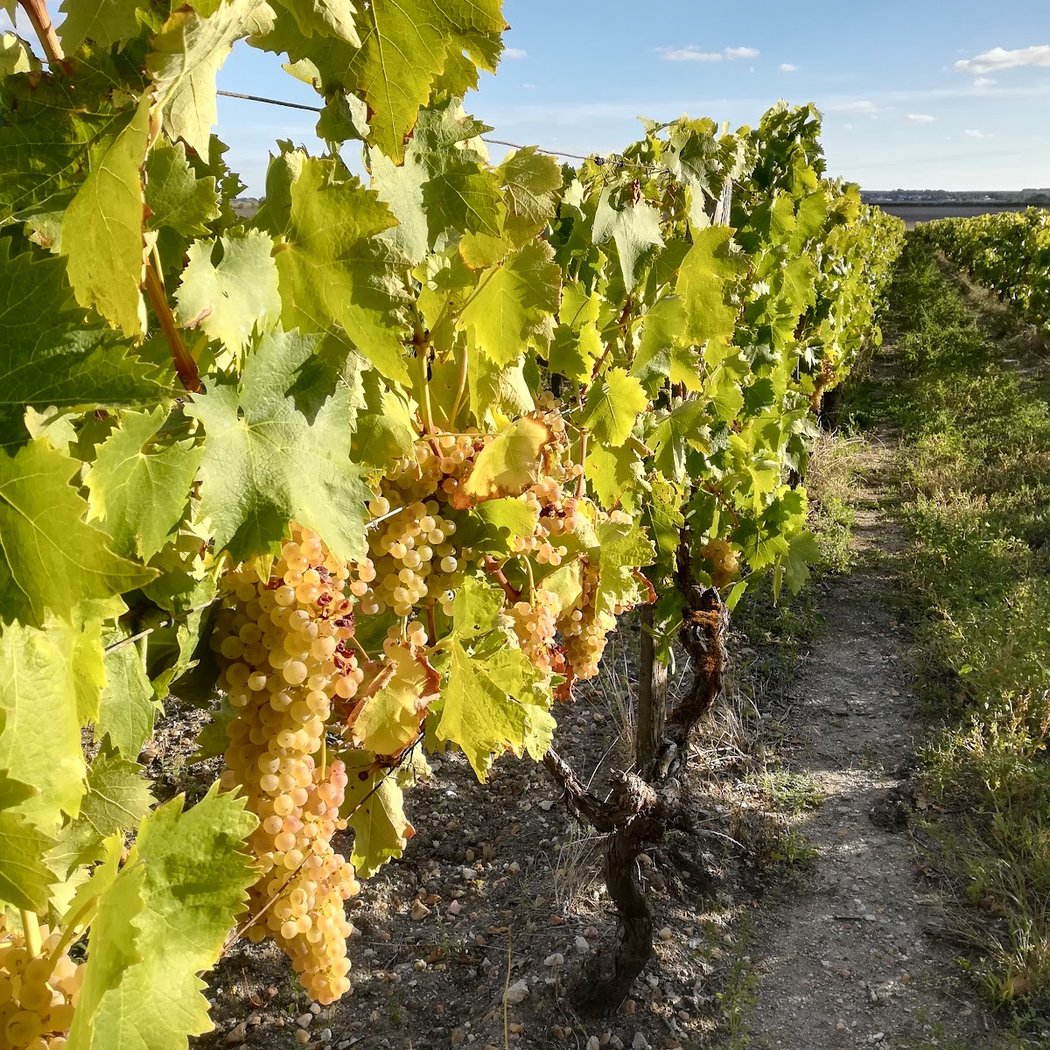 Domaine Viticole Salignac sur Charente - EARL Jean-Roux 3