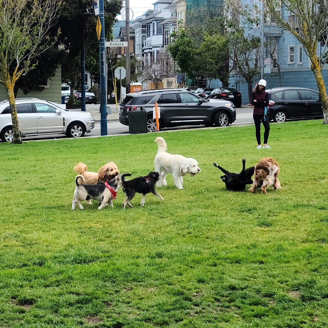 DogFest 2026 5