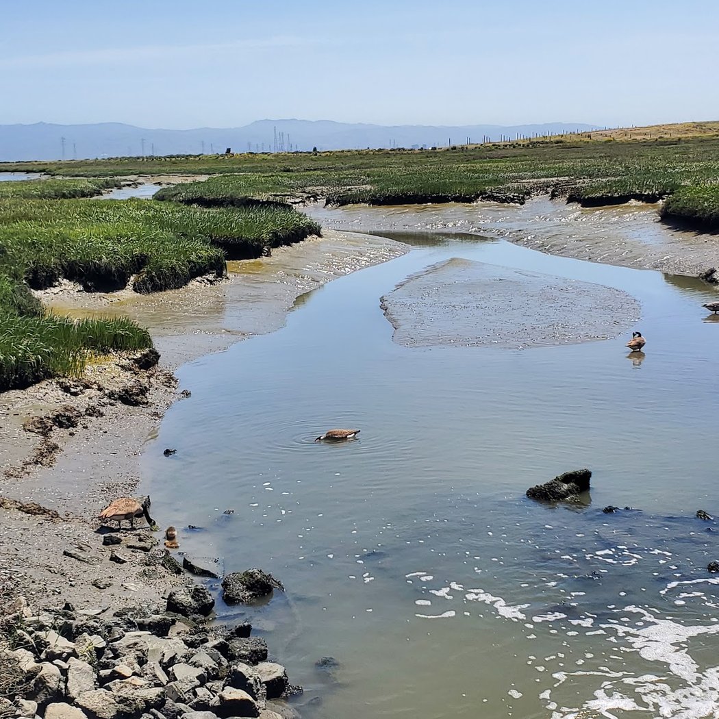 Palo Alto Restoration Area 2