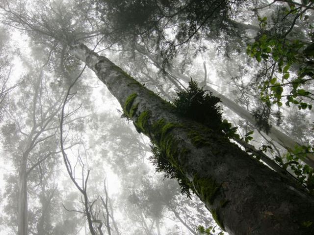 Mount Sutro Open Space Reserve 1