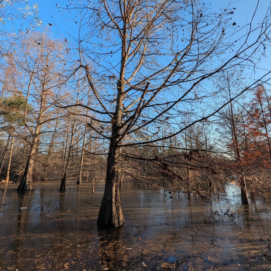 Cypress Grove 2