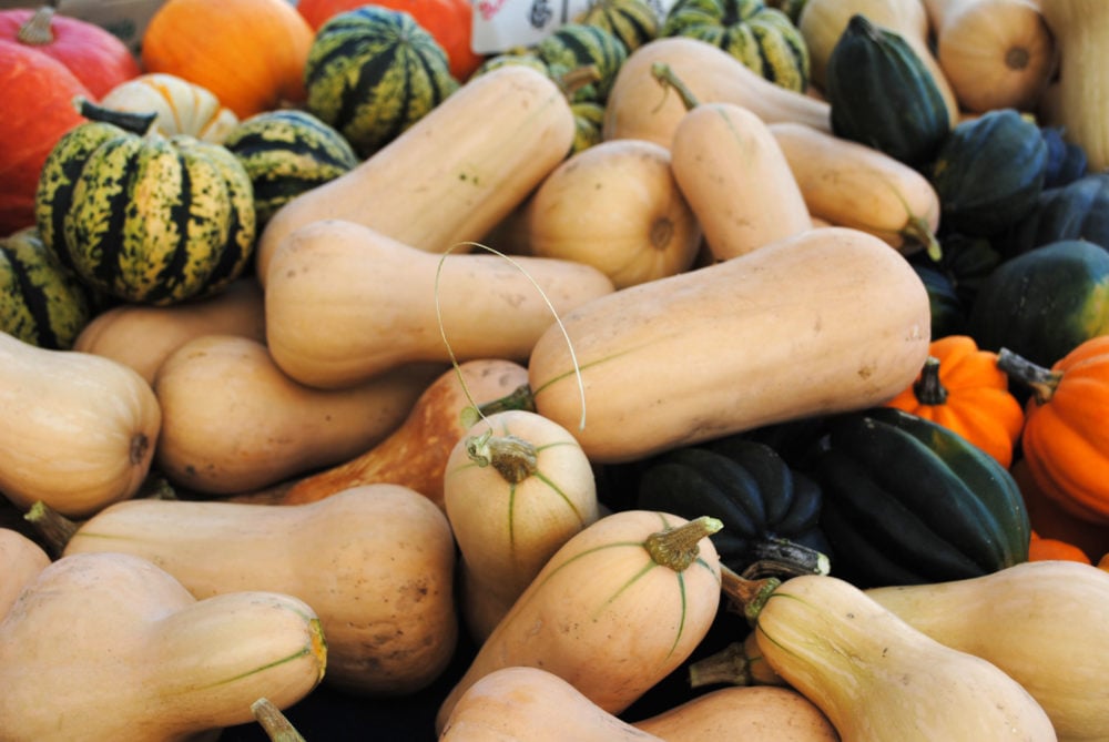 Winter Squash Festival 1