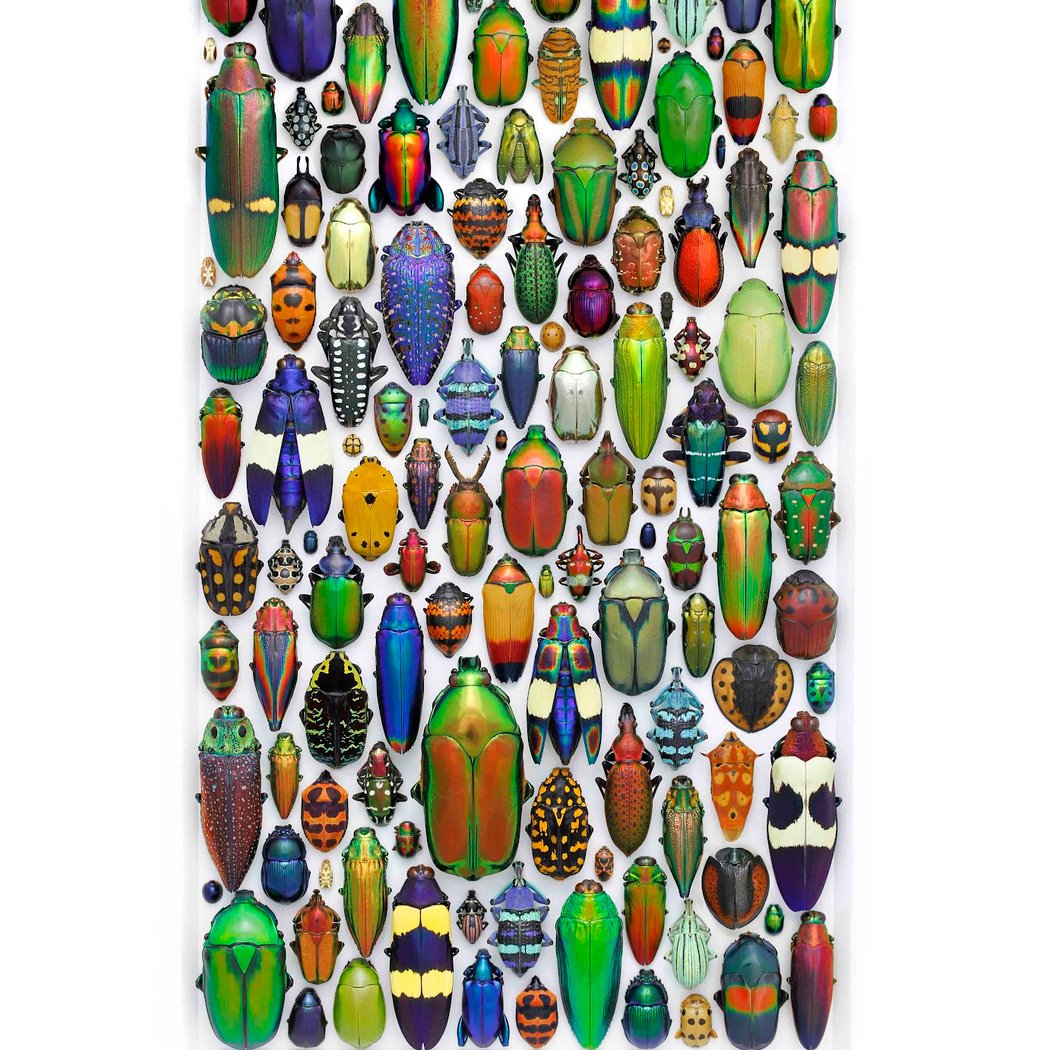 Exquisite Creatures Exhibit