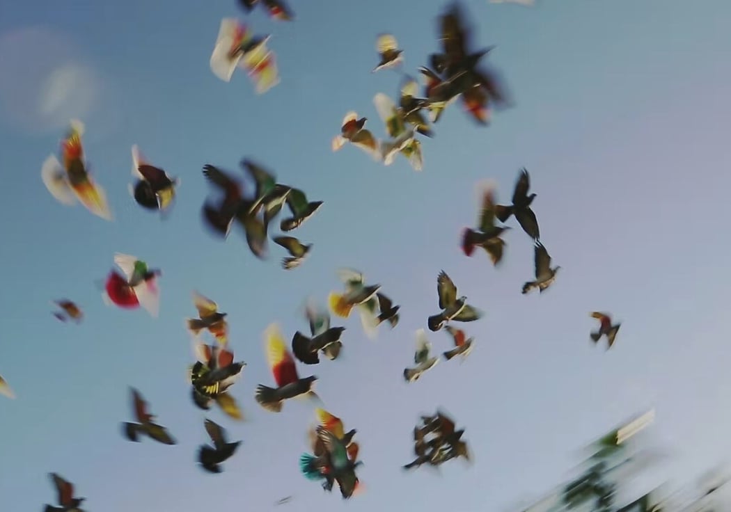 Bestiaire #1 : Pigeons 3