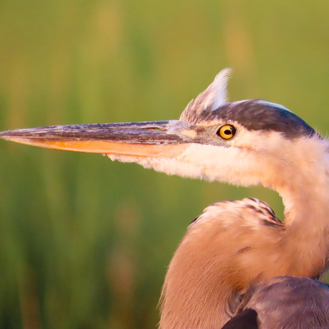 Bombay Hook National Wildlife Refuge 1