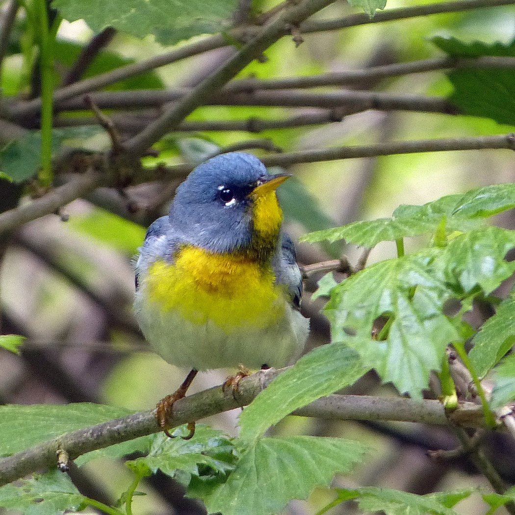 Summer Morning Bird Walk 3