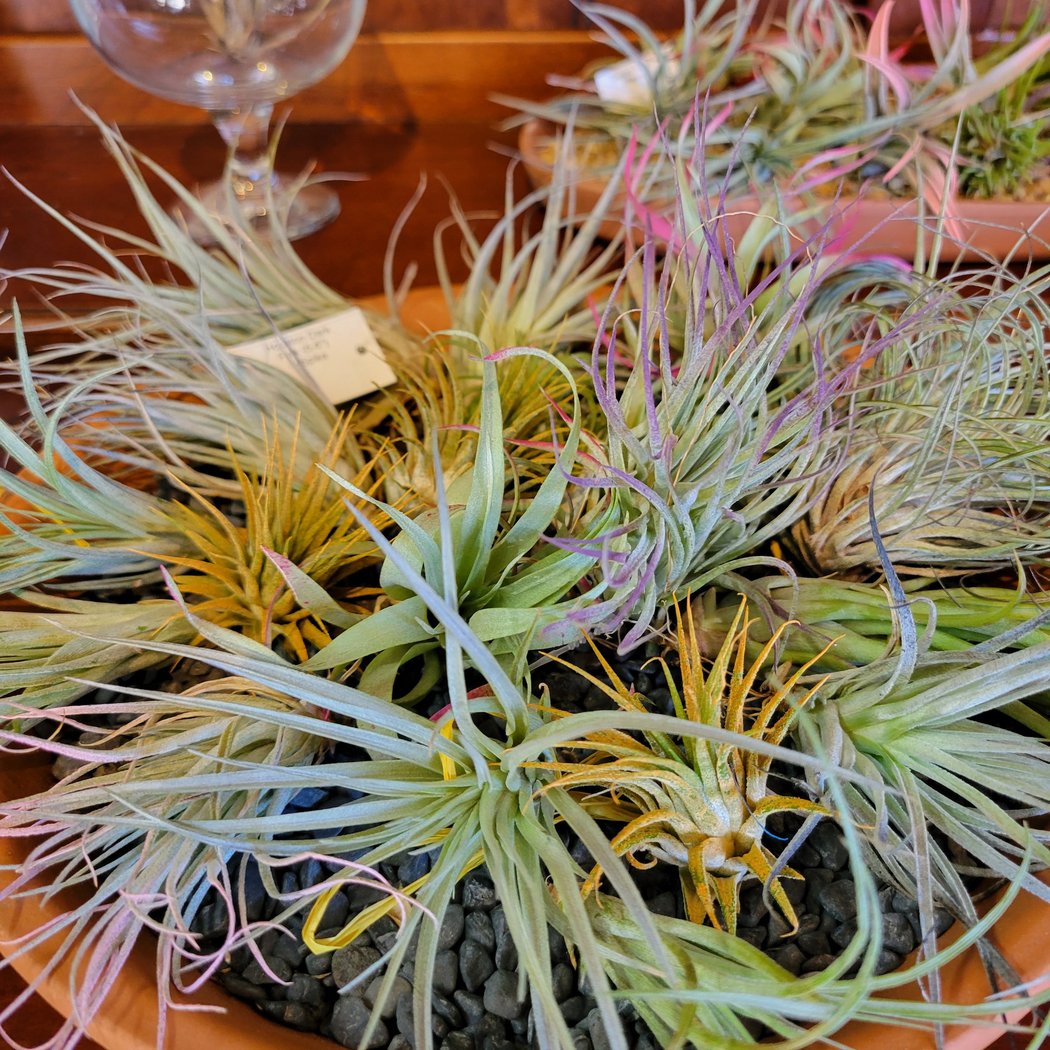 Yamagami's Garden Center 3