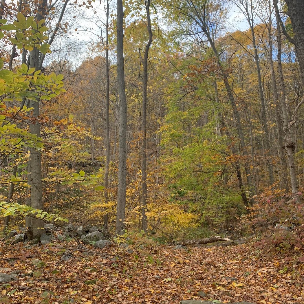 Illinois Mountain Park 2