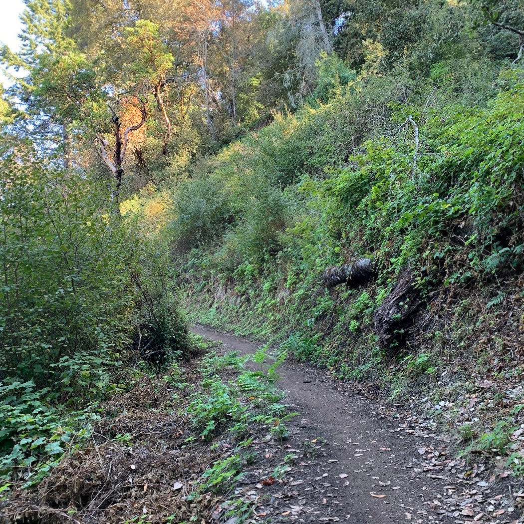 Razorback Ridge Trail 2