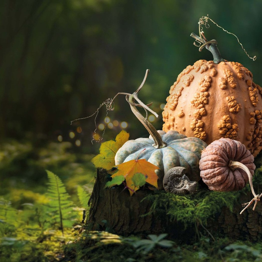 Pumpkin Exhibition — A Prehistoric World