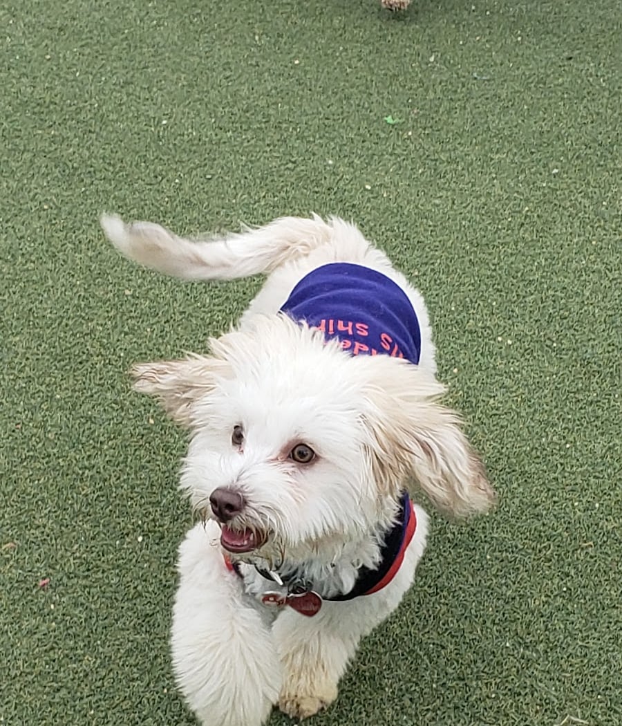 Bay Park Dog Park 1