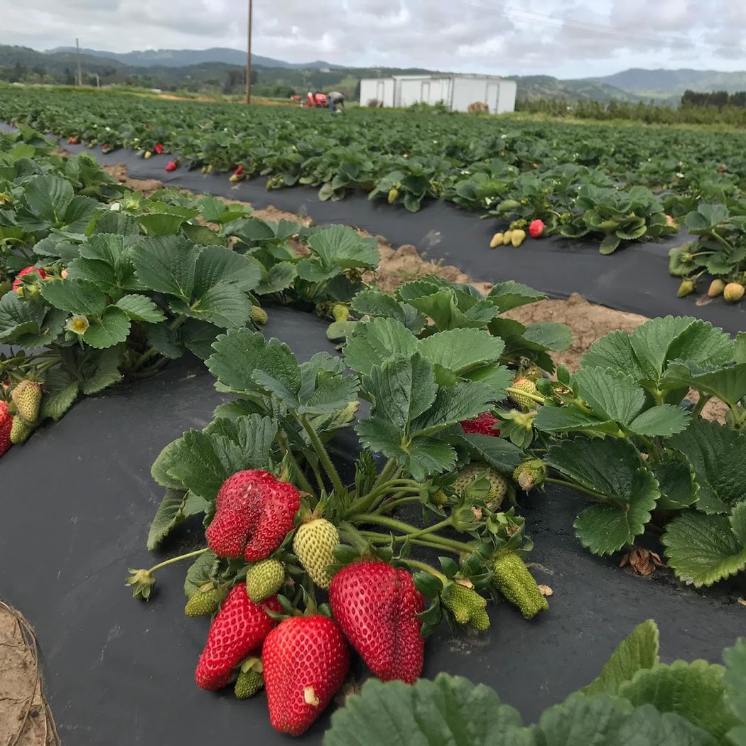 Robledo's Farm Fresh Produce 3