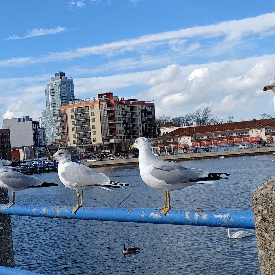 Sheepshead Bay 1