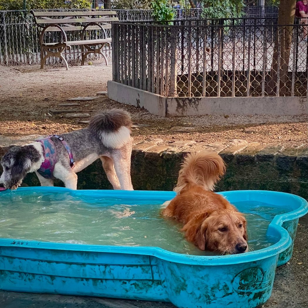 Tompkins Square Dog Run 1