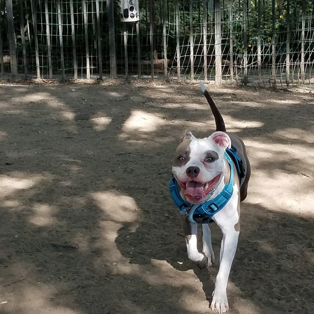 South Slope Dog Run 1
