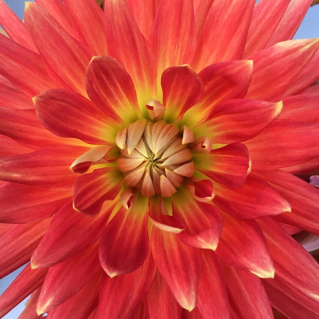 The Happy Dahlia Farm | With Love and Flowers 3