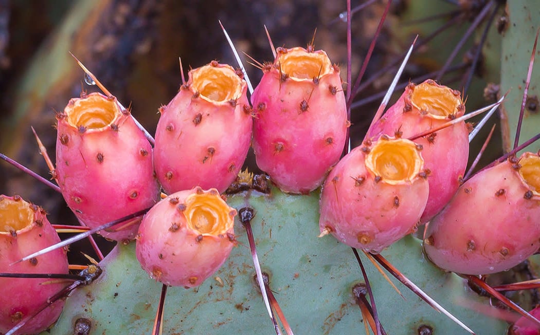 Cultivating Native Edible Landscapes 2