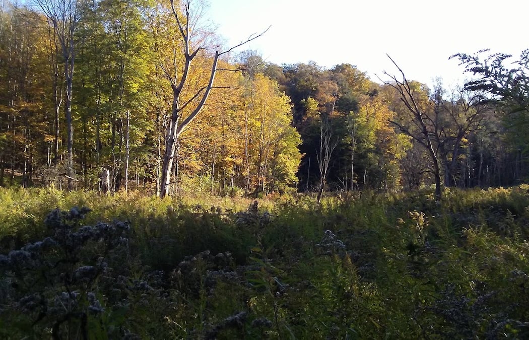 Baltimore Woods Nature Center 3