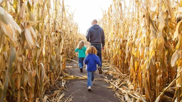 Amazing Maize Maze 1