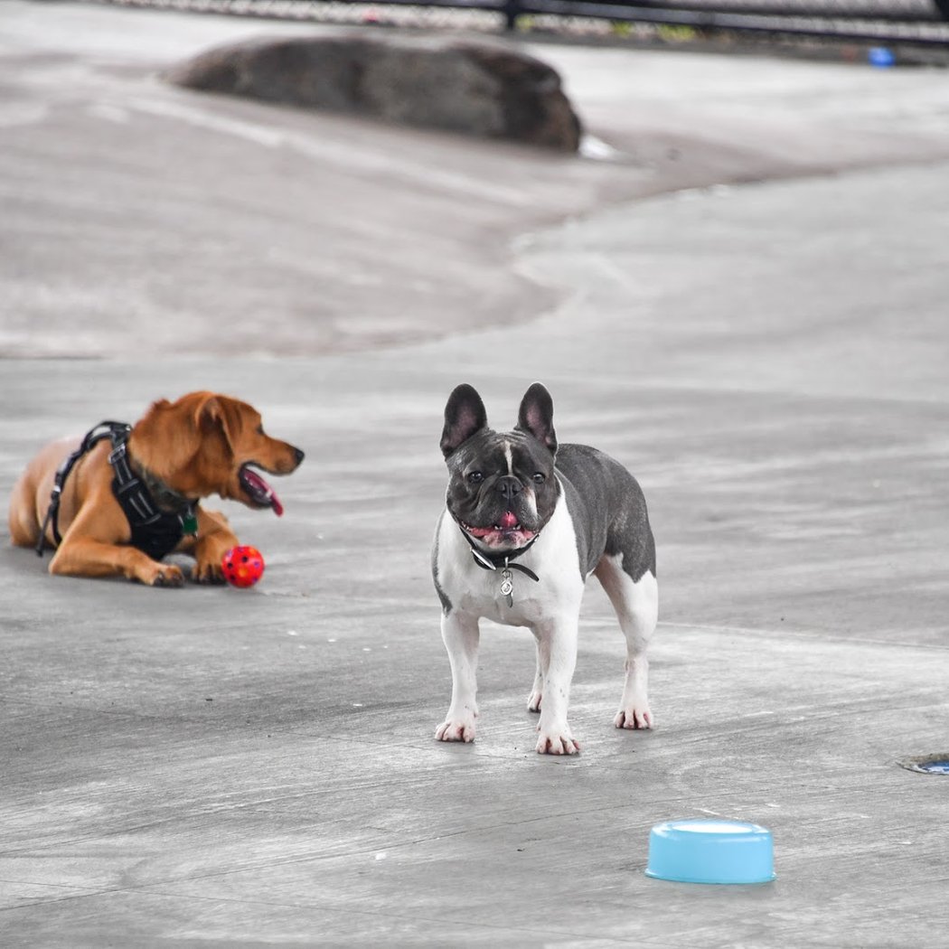 Triborough Bridge Playground C Dog Run 2