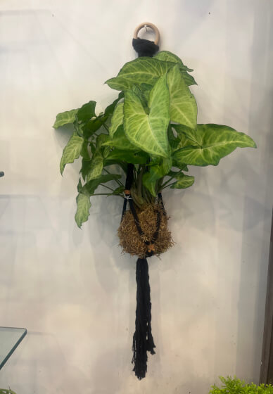 Kokedama Workshop 1