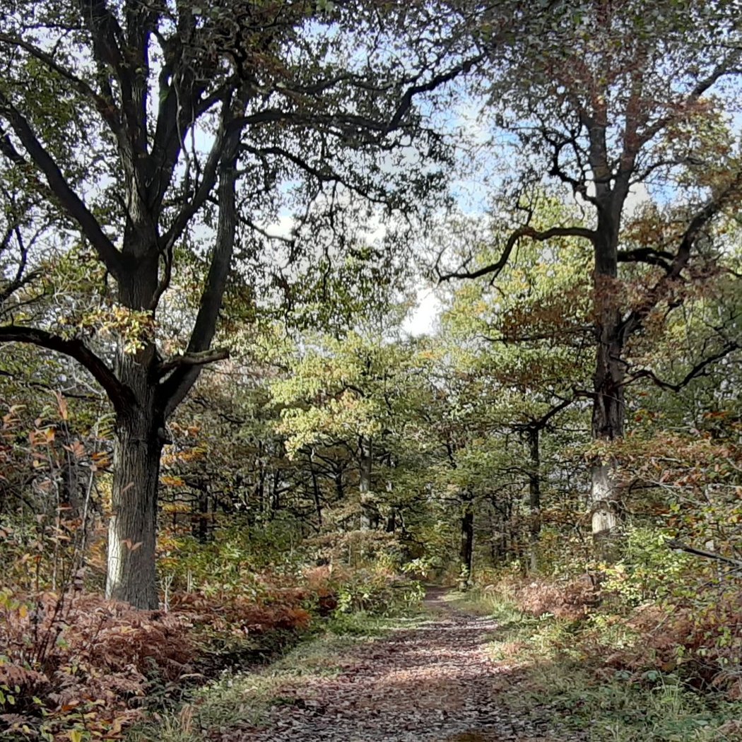 Notre-Dame Forest 4