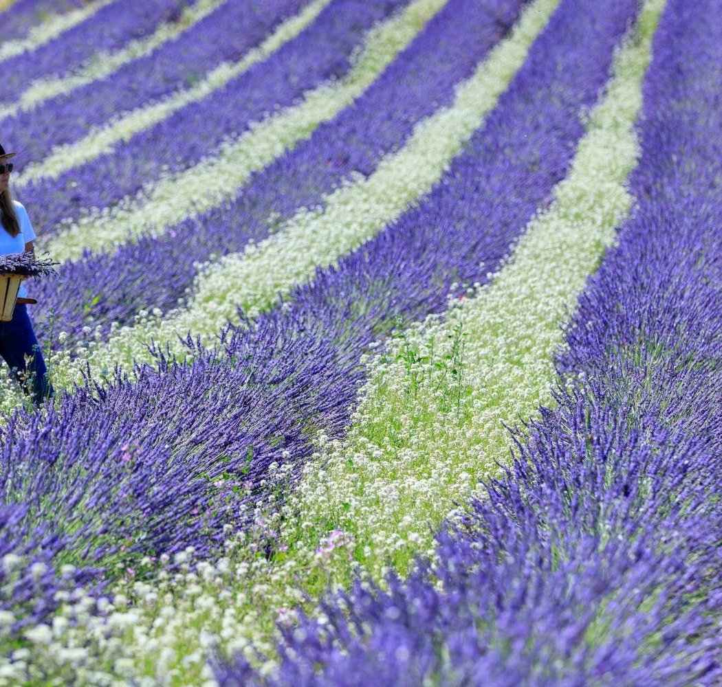 Lavender Night: Pique-Nique Gourmet 3
