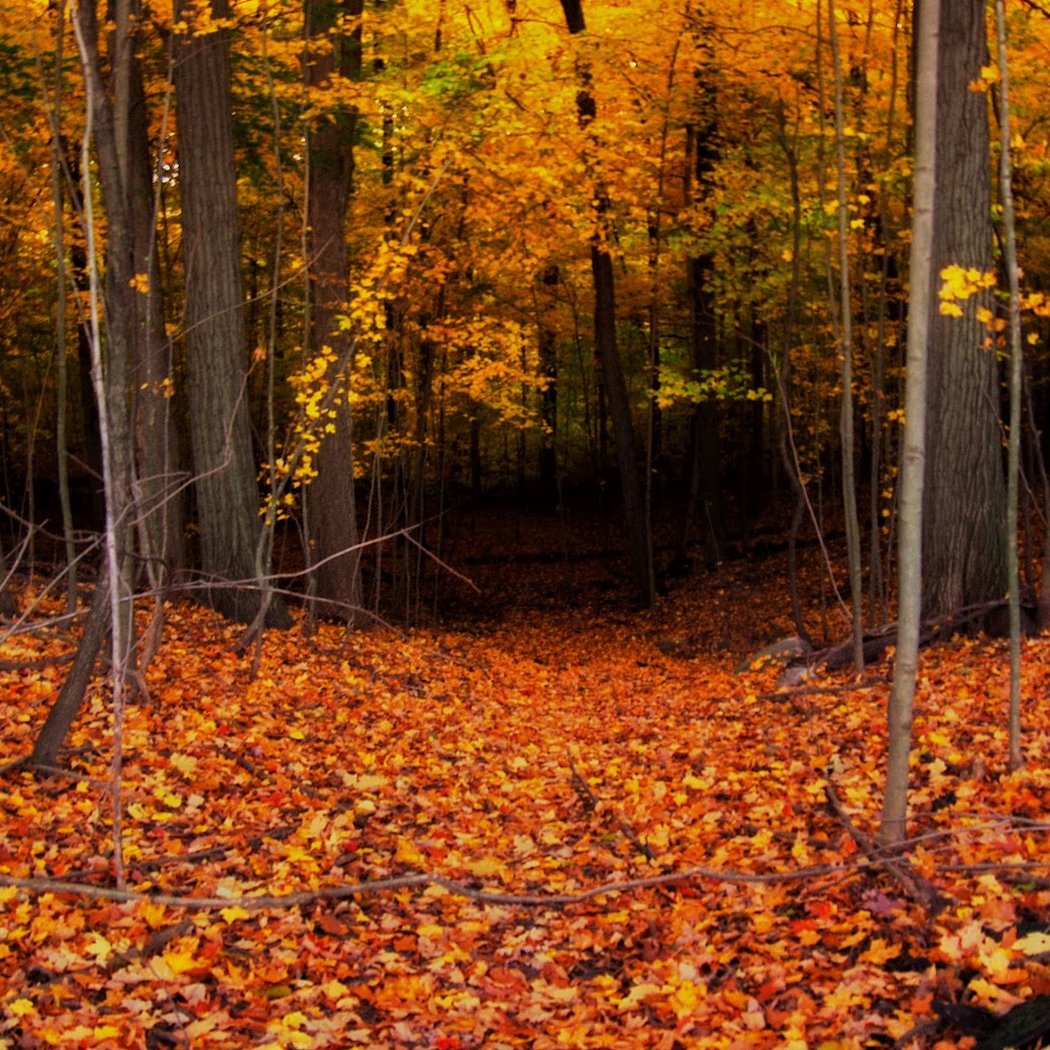 Dhu Varren Woods Nature Area 1