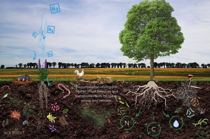 Maintaining Garden and Raised Bed Soil: The Soil and Plant Relationship 1
