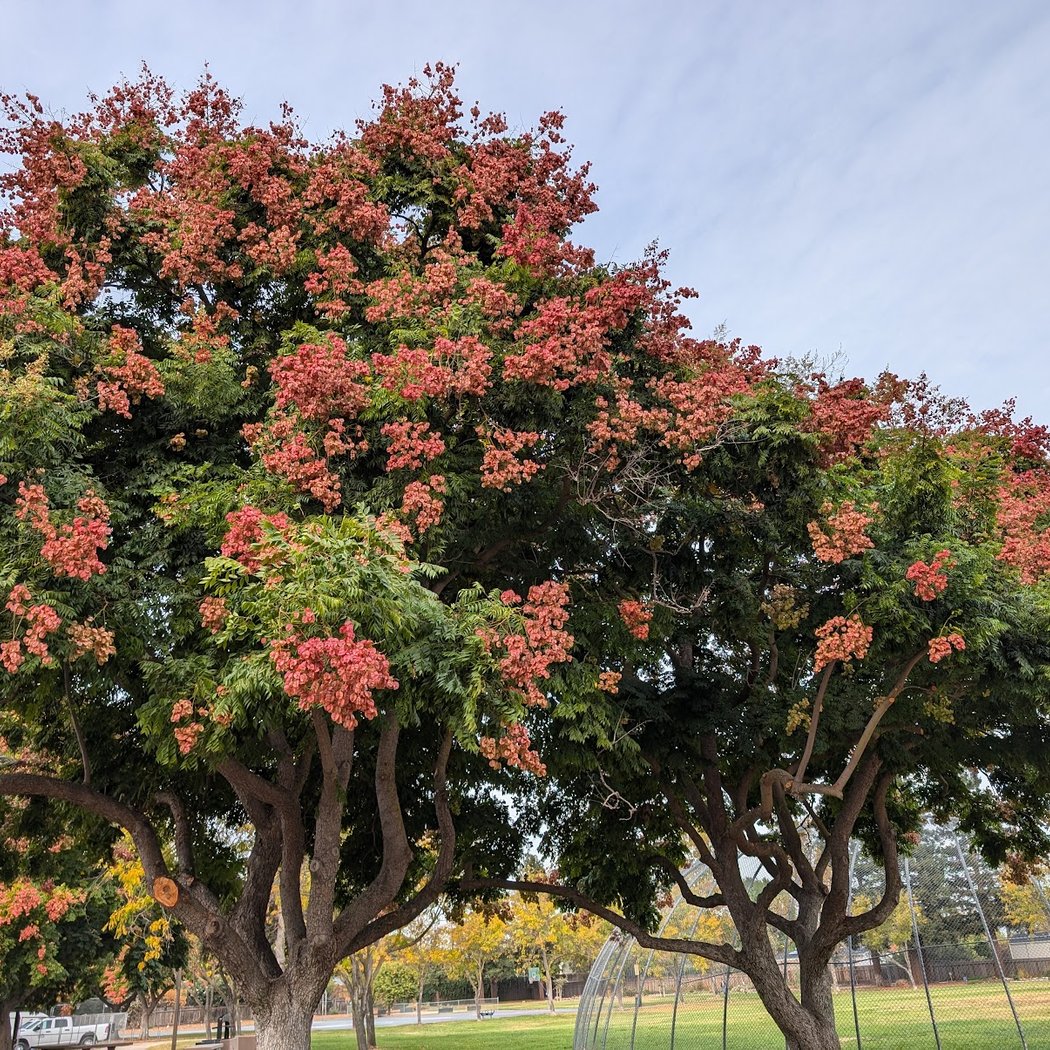 Kirk Park Native Plant Garden